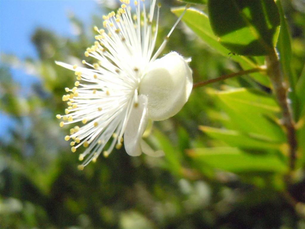 Myrtus communis